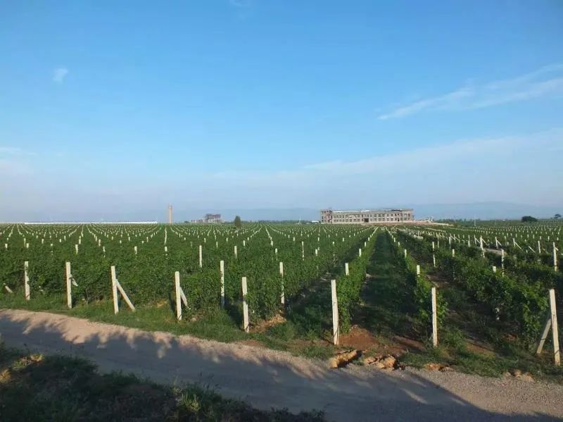 格瑞特莊園春季踏青游，一場(chǎng)微醺的春日盛宴等你來(lái)！